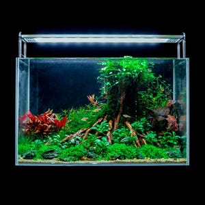 Unique Betta& Guppy Aquarium Decoration, Premade Aquascape,Upright Driftwood Majesty, Fish Shrimp Tank Decor (Does&#39;t include plants)