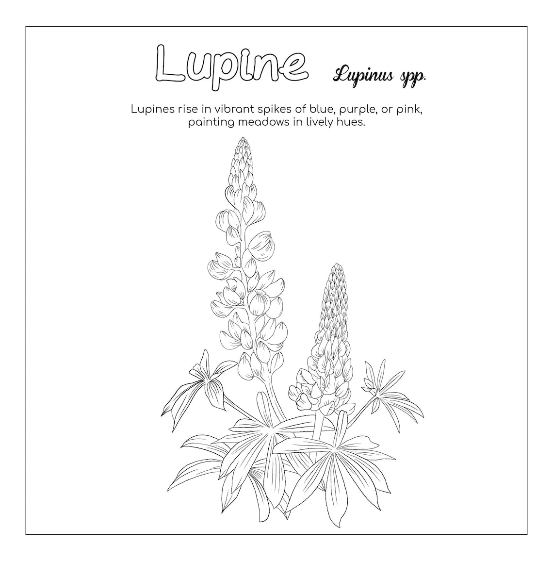 Lupine Flower Coloring Page - Etsy
