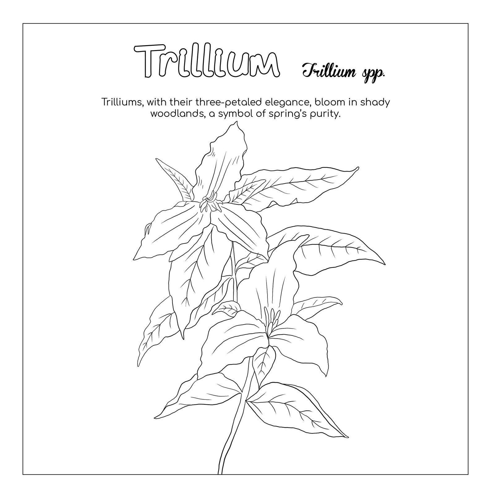 Trillium Flower Coloring Page - Etsy
