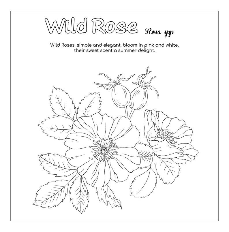 Wild Rose Flower Coloring Page - Etsy