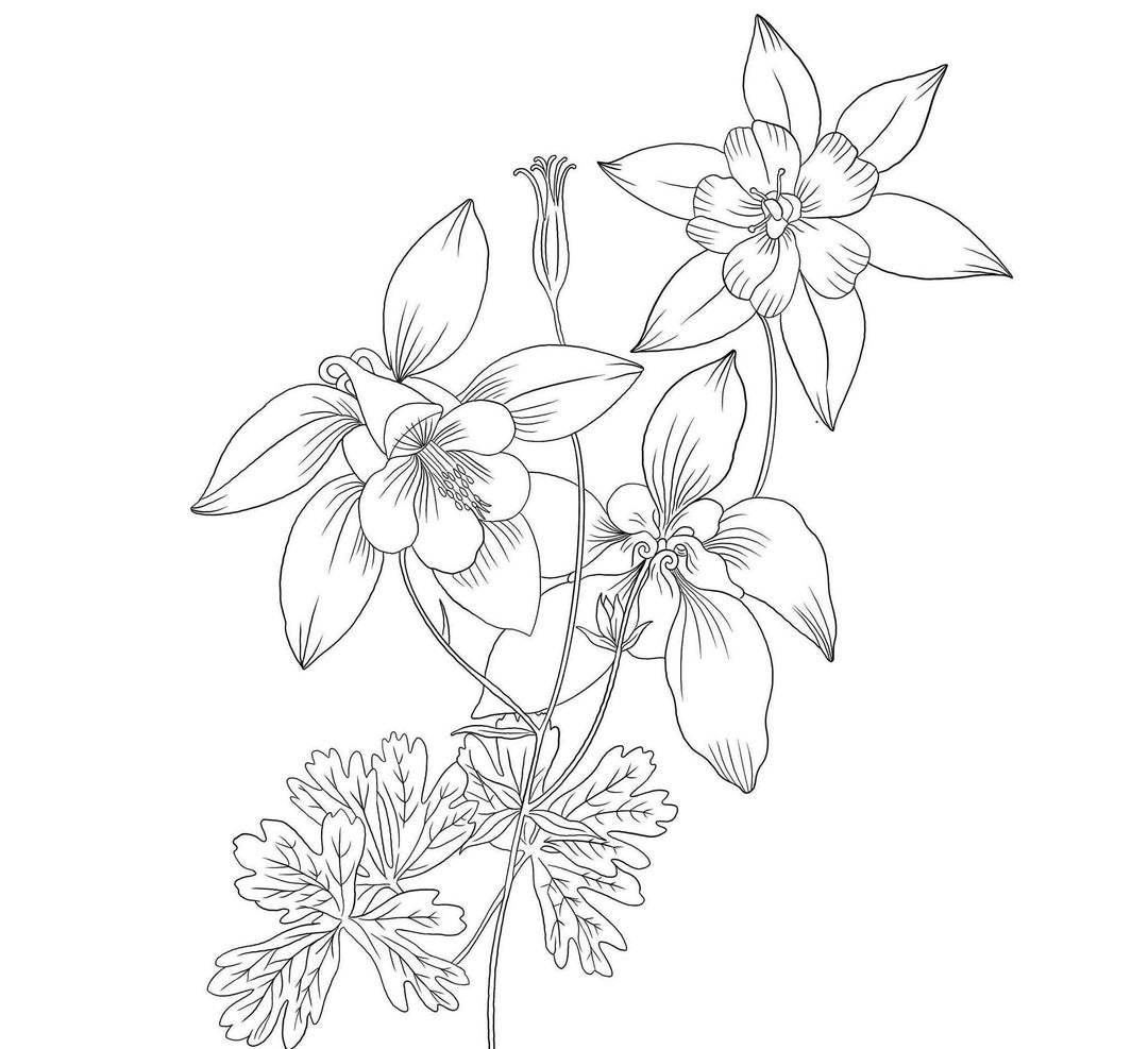 Columbine Flower Coloring Page - Etsy
