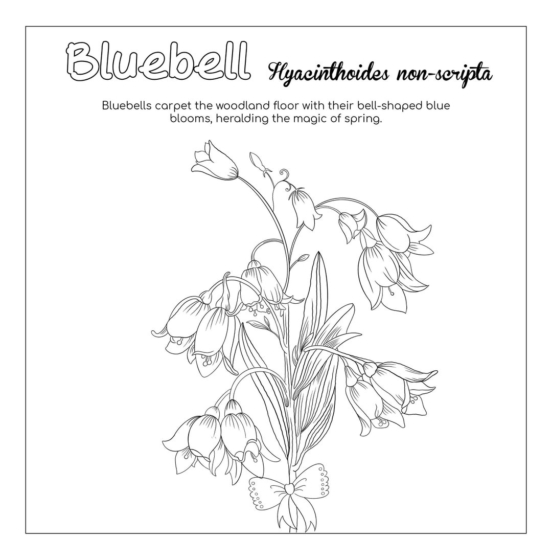 Bluebell Flower Coloring Page Etsy
