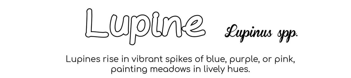 Lupine Flower Coloring Page - Etsy