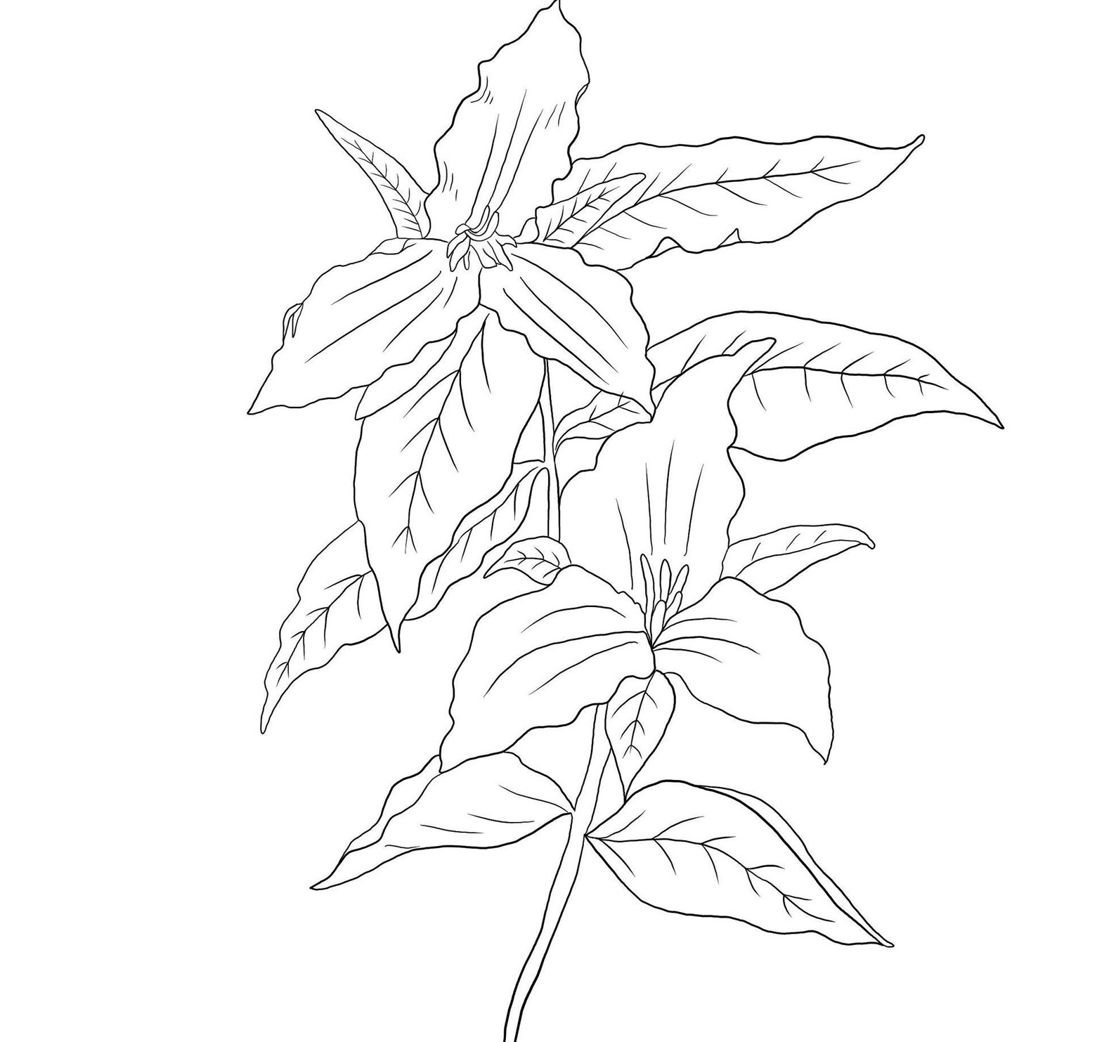Trillium Flower Coloring Page - Etsy