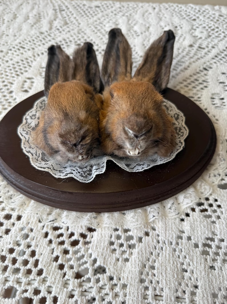 Two Headed Bunny Rabbit - Oddity Bunny Plaque - Mummfied - Gothic ...