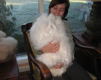 German Angora Rabbit Fiber White My Farm 2-Inch Staple Varied Unwashed but Very Clean Spin Blend Nuno Felt Wet Felt Needle Felt