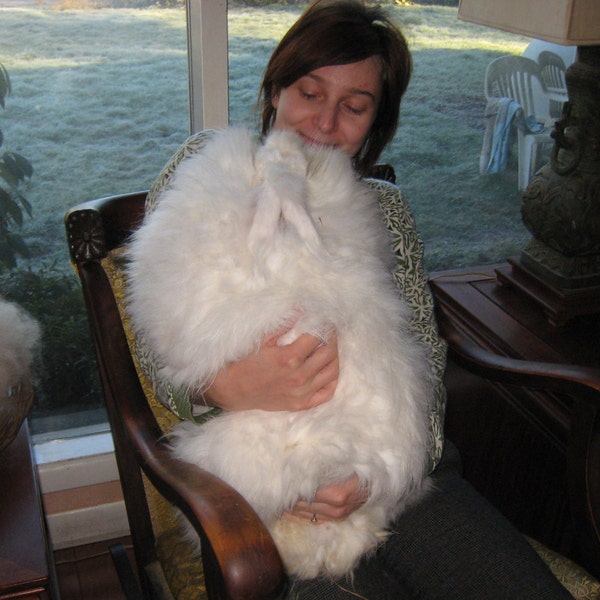 White Angora Rabbit Fiber Varied Staple Lengths up to Three Inches 1-oz Spin Blend Felt Natural White Bunny Fiber for Art Yarn My Farm Fiber