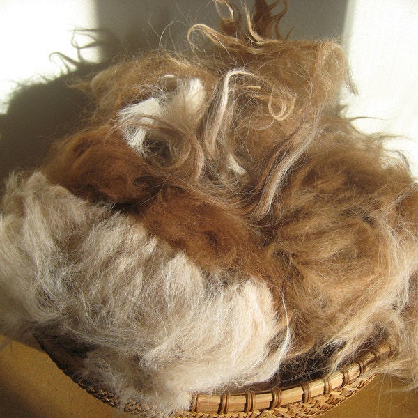 rose Gray Alpaca Fleece Variegated, 6-ounces Not Washed, MissTaffeta My Farm Fibers, Many Lengths & Colors, Champagne Fawn White Blends