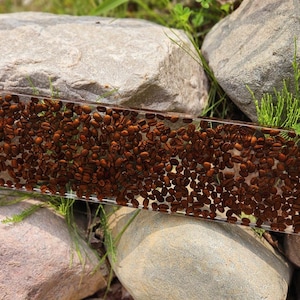 Peut inclure: Un objet rectangulaire transparent en résine rempli de nombreux grains de café bruns. L'objet est placé à l'extérieur, parmi des rochers et de la verdure, avec les grains de café visibles à travers le matériau transparent.