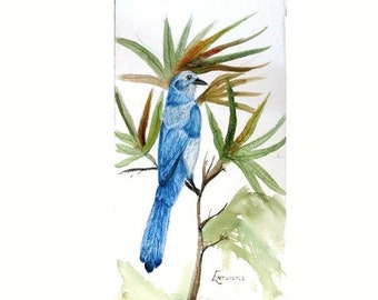 Original Watercolor Painting, Watercolor Painting Palmetto Crown, Original Watercolor Bird Painting, Watercolor Scrub Jay