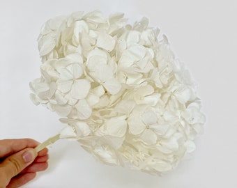 White Preserved dried hydrangea bouquet | Diameter 20-22cm, bridalflower