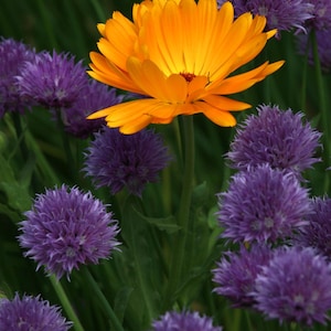 Wunderschöne Ringelblume (Calendula Bicolor) | Dublin Botanische Gärten Blumenfotografie | Nature Wall Art, Wanddekor, Kunstdruck