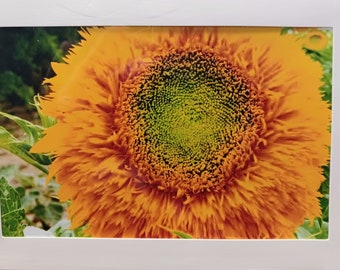 4"x6" Blank Photo Note Card Sunflower