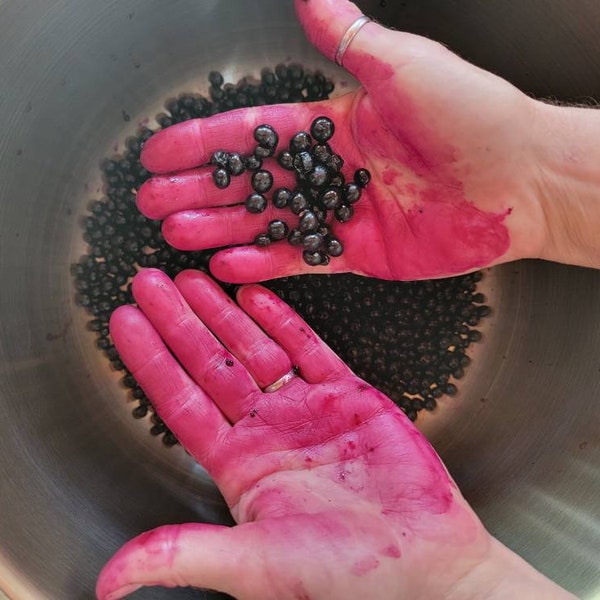 Dried poke berries, 100% naturally grown, 220+ berries per ounce, Phytolacca americana, American Pokeweed, natural dye