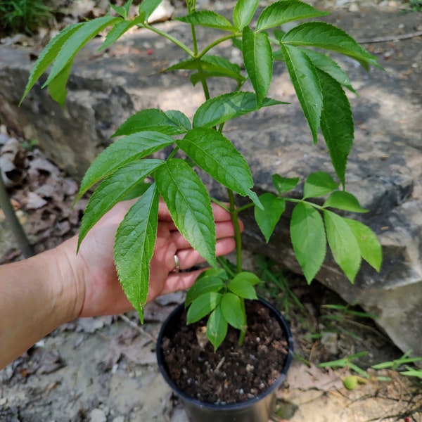 Live Elderberry bush, one year old, York, Marge, Nova, Adams, plus more. Sambucus canadensis, 100% naturally grown.