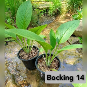 Bocking 14 Russian Comfrey, Symphytum x uplandicum, live plant, naturally grown, non invasive