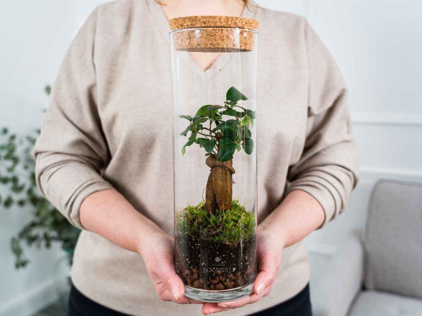 Pre-assembled Ficus Bonsai Terrarium Light up Terrarium  Closed Terrarium with Optional LED Lid | Ready-made | Low Maintenance Terranium