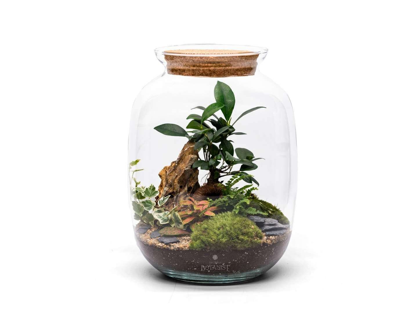 Bonsai Terrarium DIY Kit: Dragon Stone, LED Cork Lid (optional), Live  Plants - Etsy