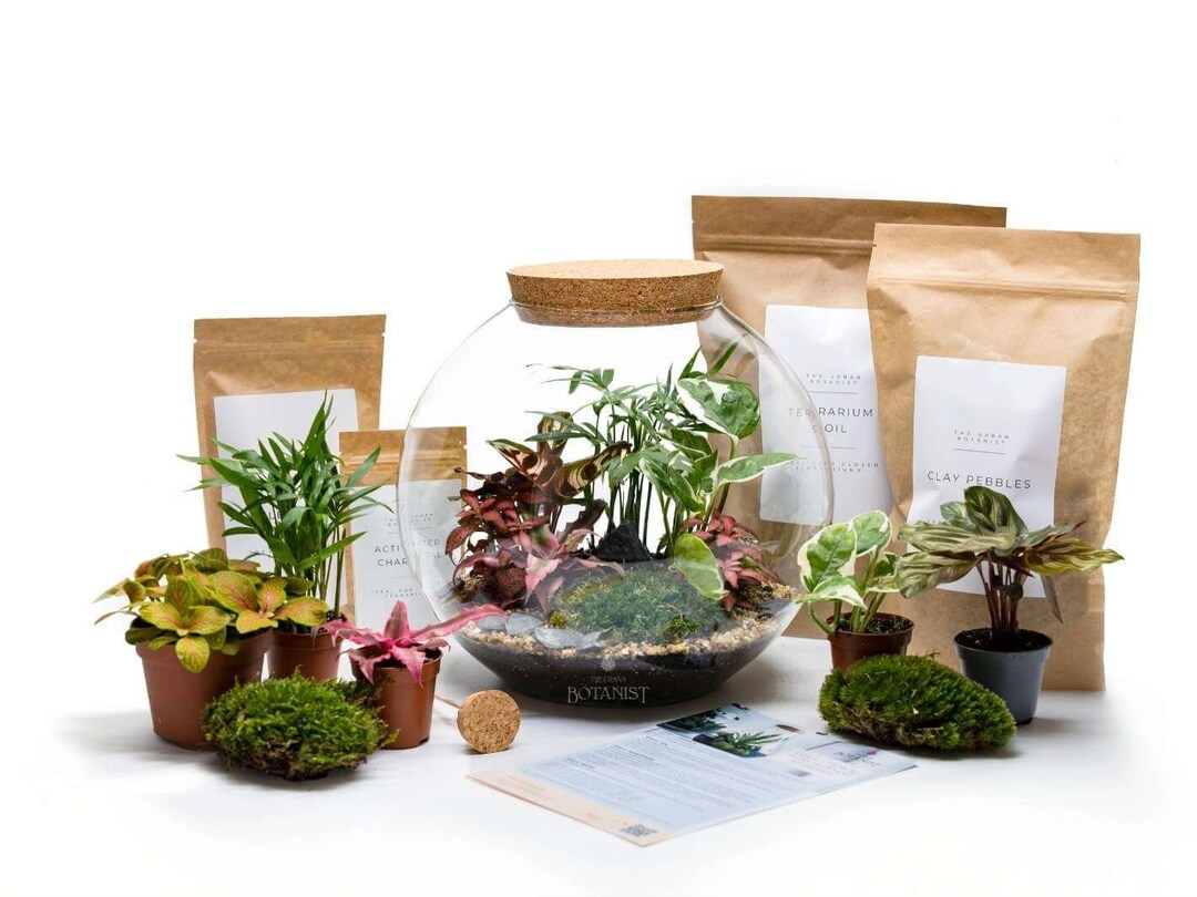 DIY Terrarium Kit With 5 Live Plants Light up Terrarium Terranium ...