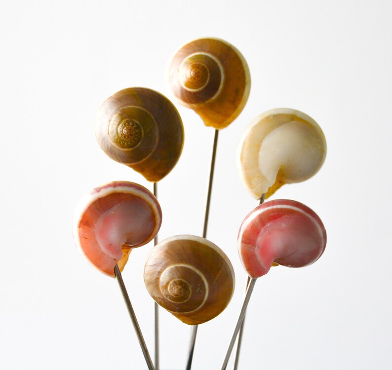 6 Genuine Shell Pins Umbonium XL Button top shells