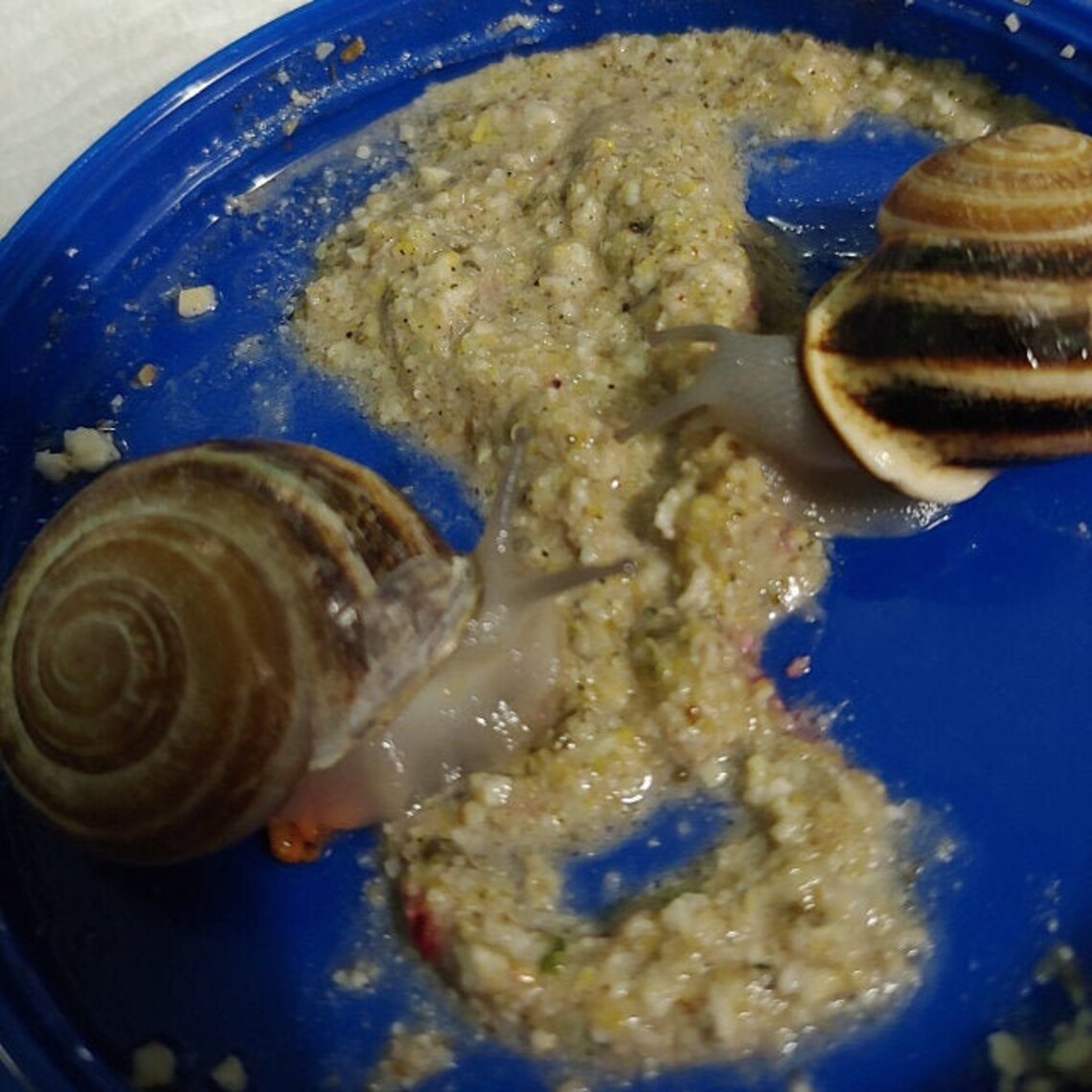 Wild Caught Wormer Snail Food Protein Based Snail Food Etsy