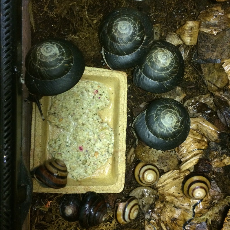 thumbnail image 2 of Land Snail Food Snout & Shell - High-Protein Calcium Blend With Fruits (Resealable Pouch) Calcium For Garden Snails 2 of 11