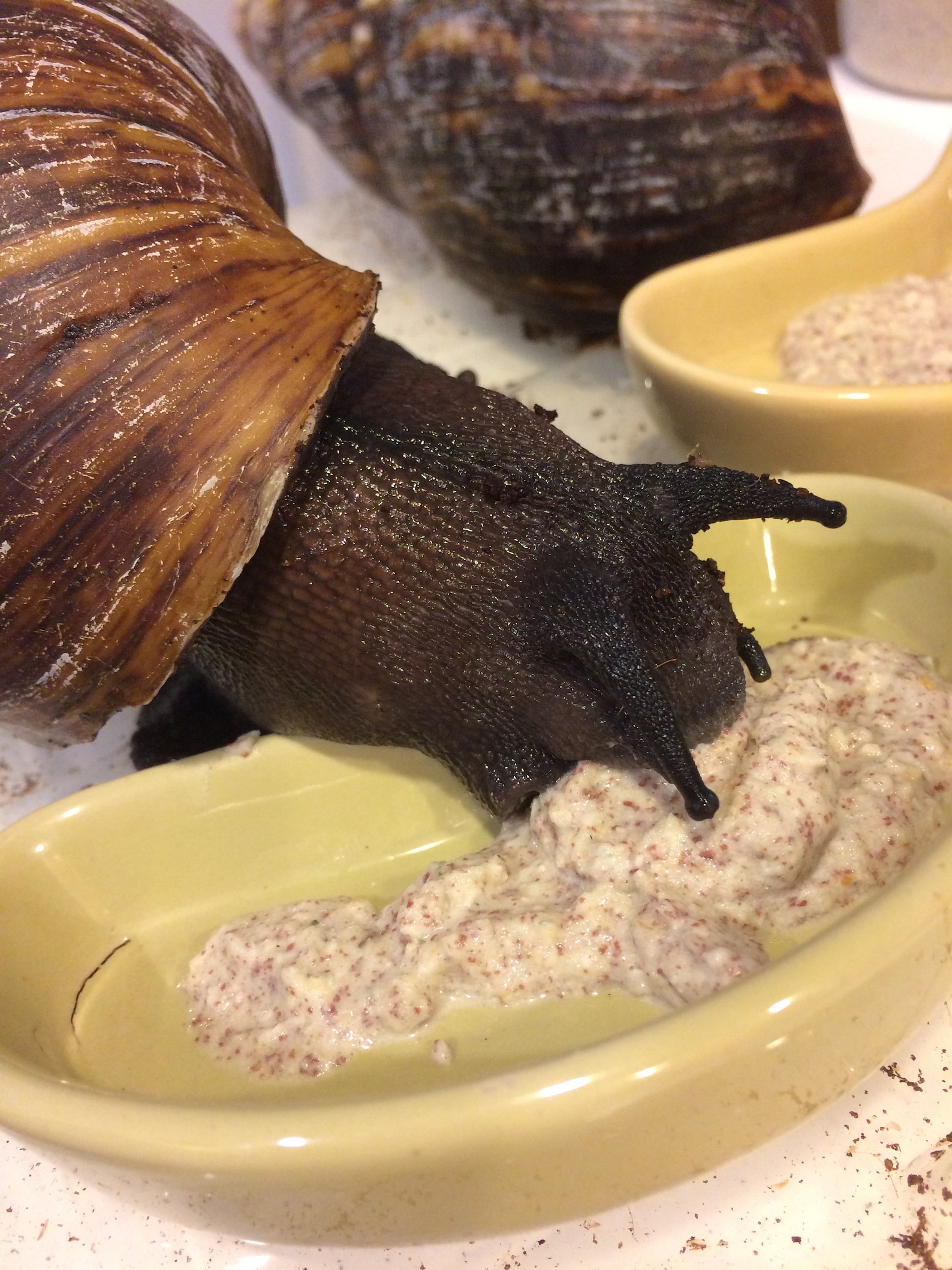 Land Snail Food Protein Based Snail Food in Many Flavors Etsy