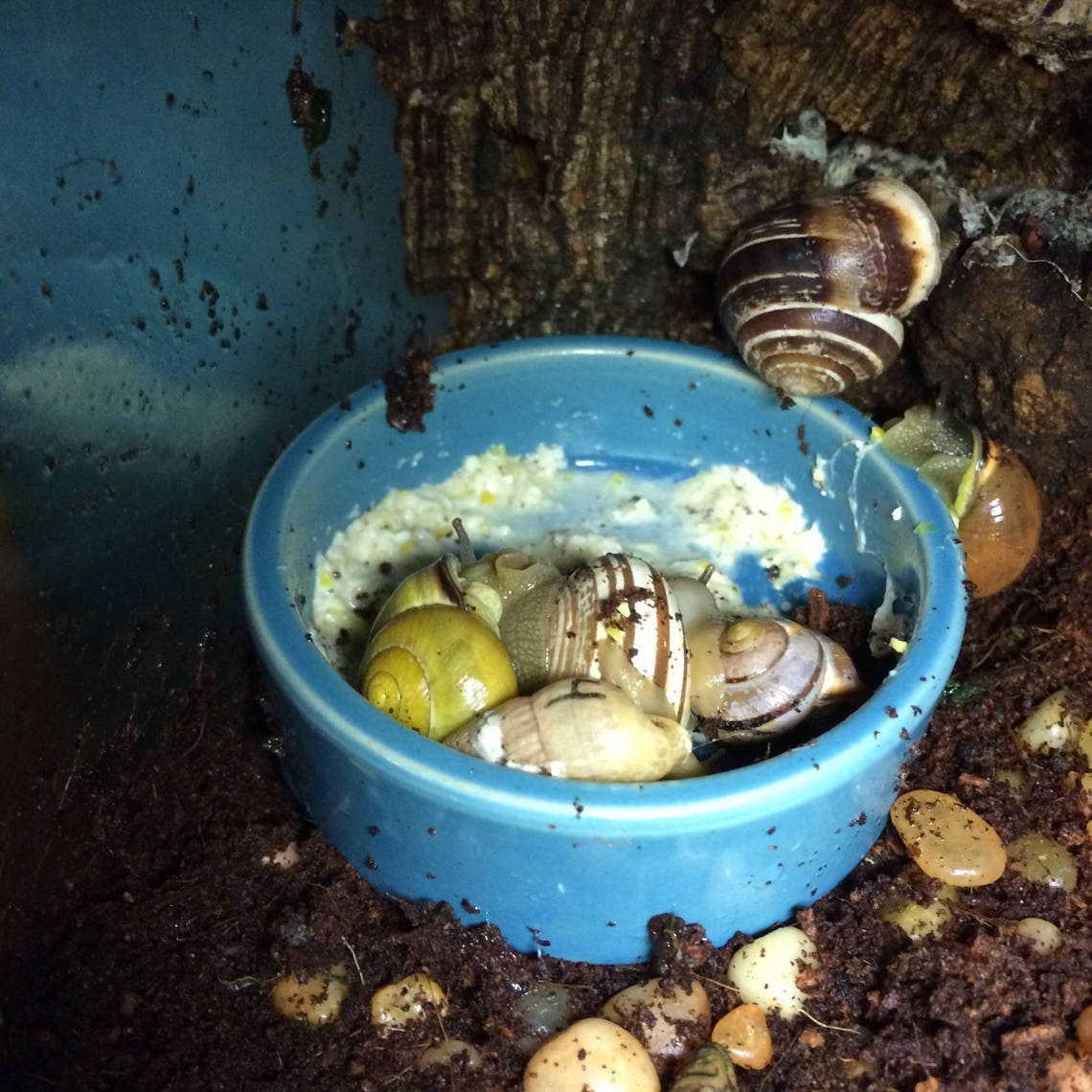 Land Snail Food Protein Based Snail Food in Many Flavors Etsy