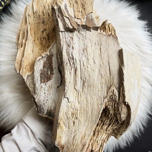 Large Petrified Wood Specimen | Unique Fossilized Wood from Ukraine | Rare Collector’s Item | Natural Decor or Energy Tool | Premium Quality