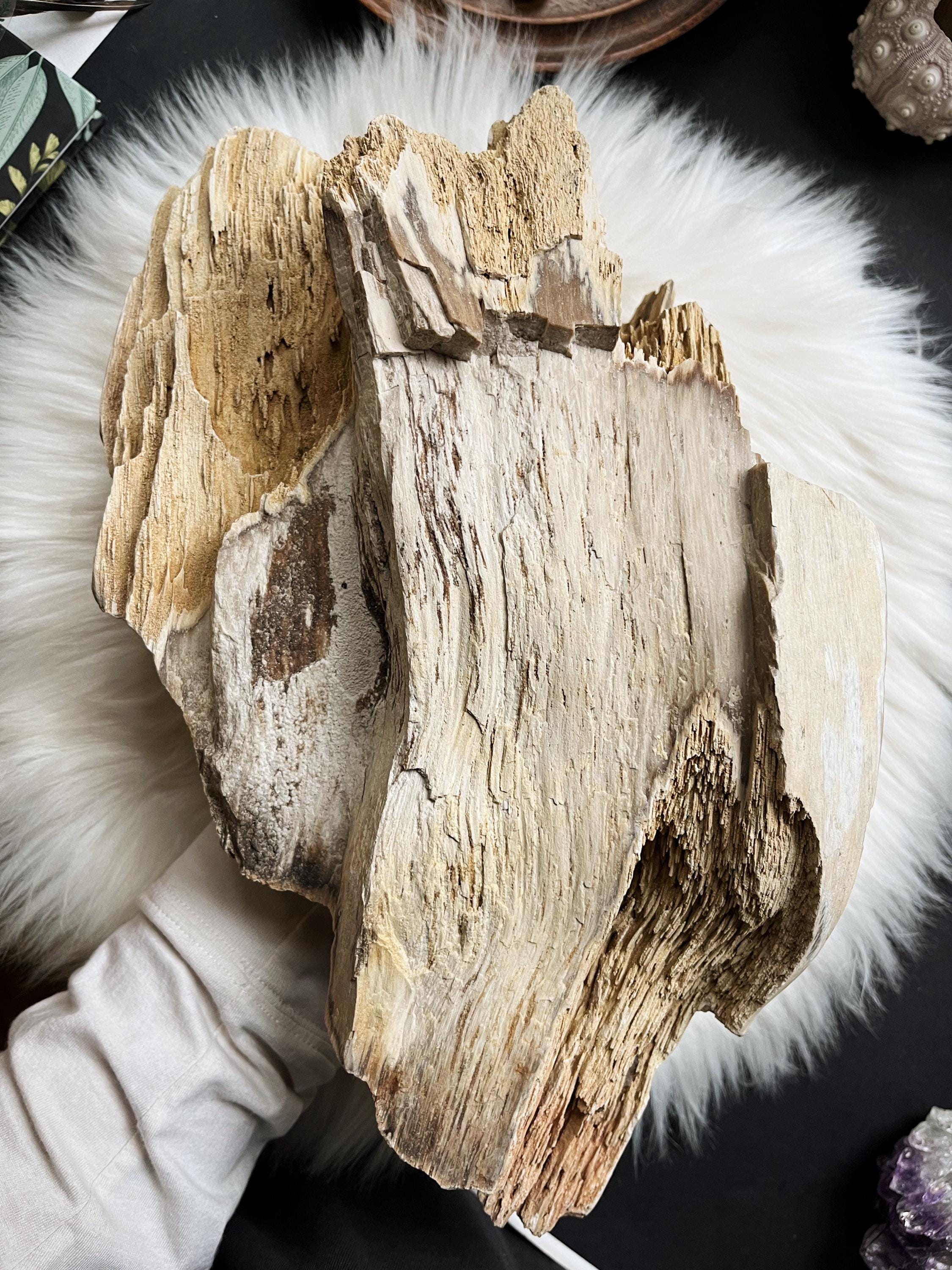 Large Petrified Wood Specimen | Unique Fossilized Wood from Ukraine | Rare Collector’s Item | Natural Decor or Energy Tool | Premium Quality