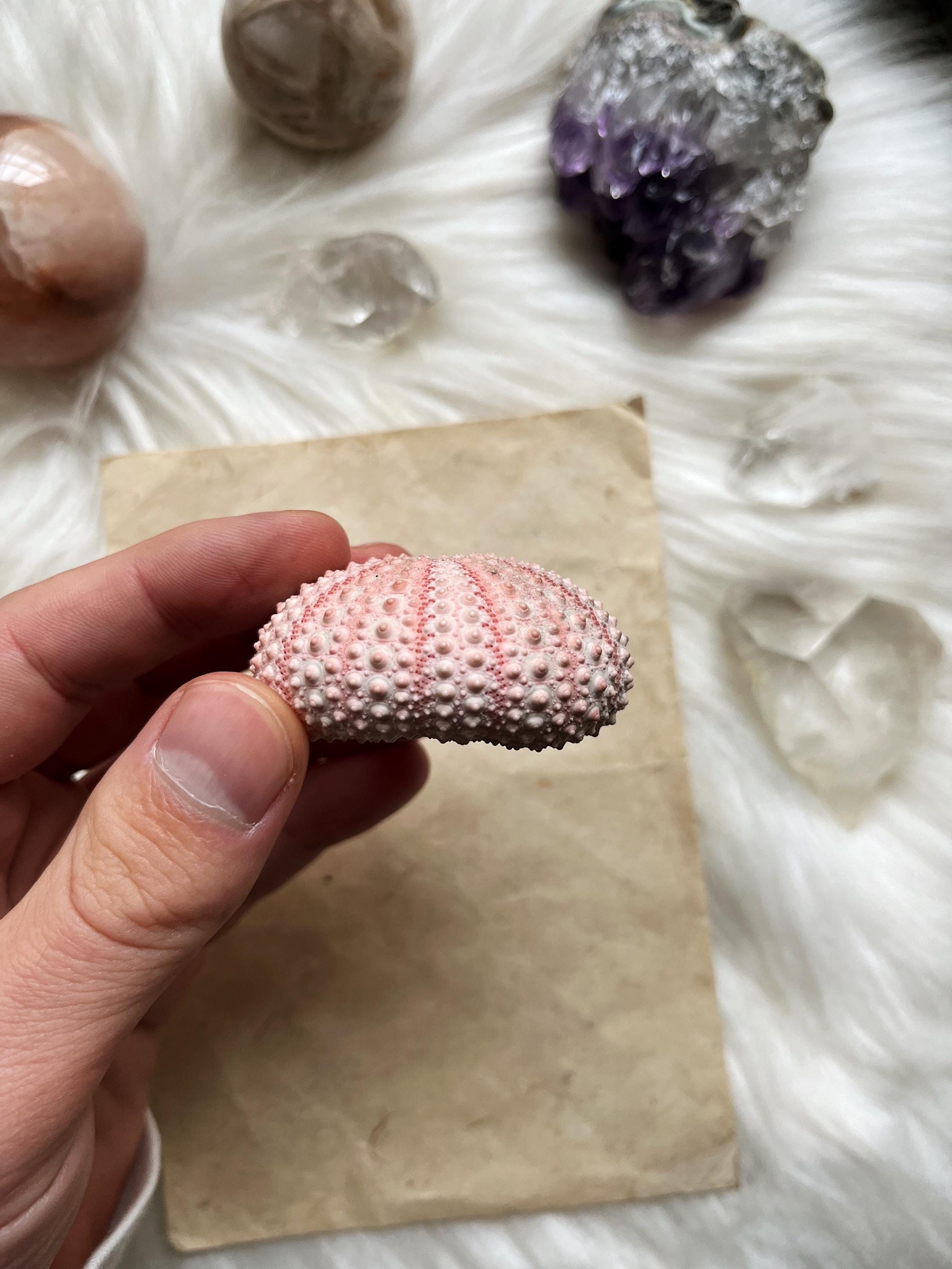 Ocean-Inspired Decor | Natural Pink Sea Urchin Shell | Coastal Altar Accessory | Nautical Crystal Holder | Beach-Inspired Shell Decor