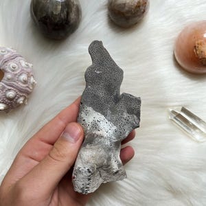 Fossile di corallo blu / Esemplare di corallo blu in piedi / Cristallo di corallo naturale / Pezzo decorativo unico / Esposizione di fossili costieri / Idea regalo per l'oceano