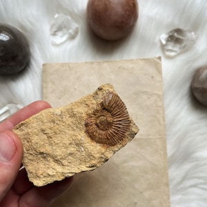 Ukrainian Ammonite Fossil | Jurassic Shell from Cherkasy | Natural Prehistoric Fossil | Ancient Sea Creature | Rare Collector Piece