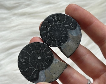 Polished Black Ammonite Pair with Pyrite | Cleoniceras Fossils | 120 Million Years Old | Moroccan Fossil | Dark Altar Decor | Gift for Him