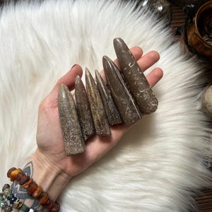 Natural Belemnite Fossils | Devil’s Finger Polished Rosettes | Unique Fossil Collection | Peruna’s Arrow from Ukraine | Gift for Fossil Love