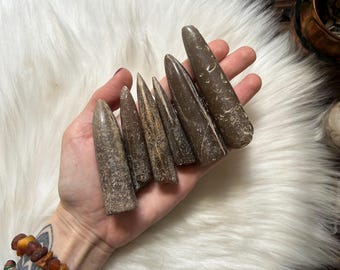Natural Belemnite Fossils | Devil’s Finger Polished Rosettes | Unique Fossil Collection | Peruna’s Arrow from Ukraine | Gift for Fossil Love
