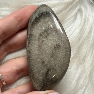 Polished Fossil Coral | Ancient Coral from Kamianets-Podilskyi | Unique Fossilized Stone | Prehistoric Sea Life | Altar Fossil