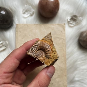Ukrainian Ammonite Fossil | Jurassic Shell from Cherkasy | Natural Prehistoric Fossil | Ancient Sea Creature | Rare Collector Piece