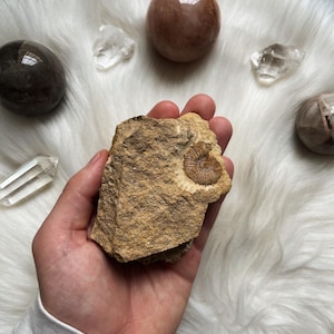 Jurassic Ammonite Fossil | Rare Ukrainian Ammonite | Natural Fossil from Cherkasy | Prehistoric Shell | Collector’s Specimen | Ancient