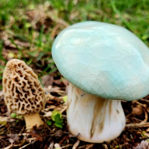 May include: A close-up of two mushrooms in a natural setting. One mushroom has a light blue, cracked cap and a white stem. The other mushroom is brown with a textured, honeycomb-like cap.