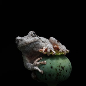 Gray Frog - Fine Art Wildlife Photo Wall Print