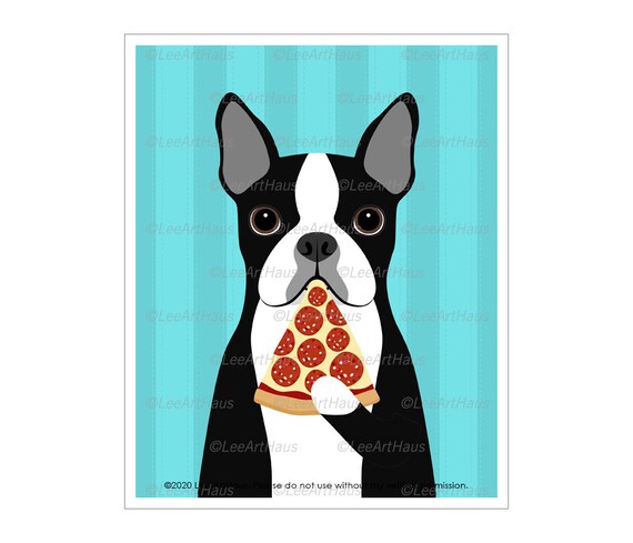 boston terrier not eating