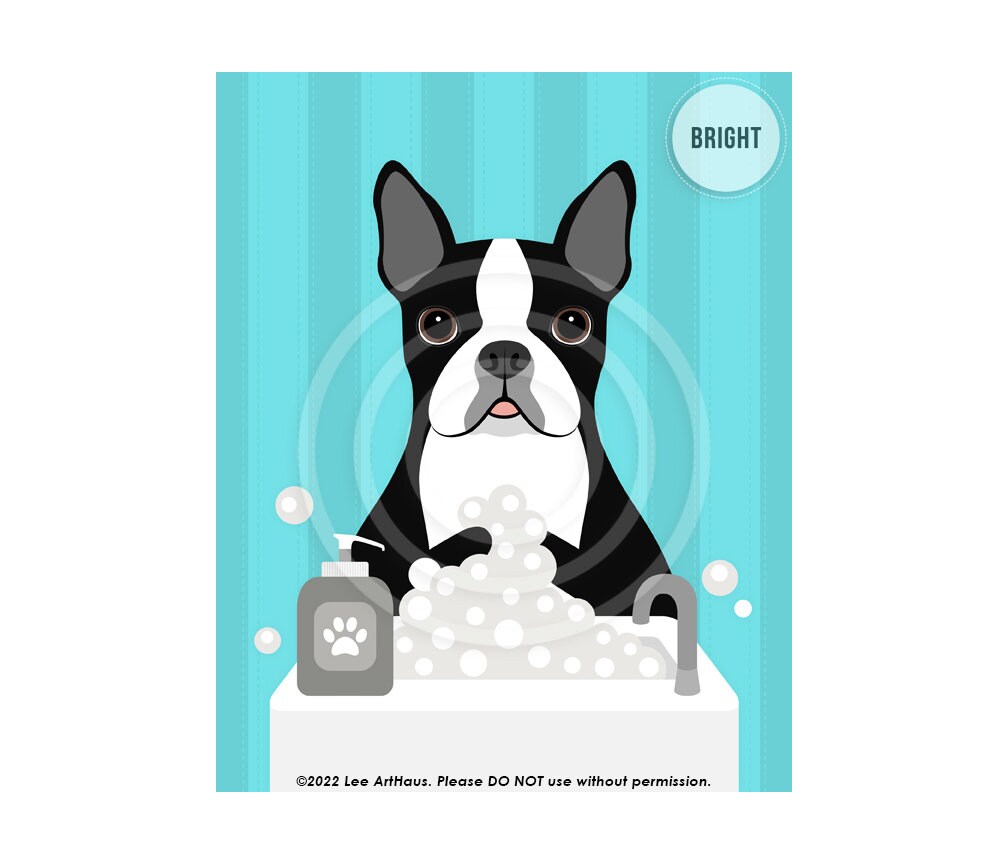 How Often Can You Bathe A Boston Terrier
