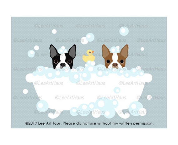 BOSTON TERRIER PHOTO 5x7 Photo Print Cute!!