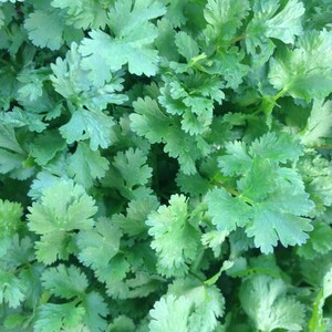 Organic Cilantro Slo Bolt Cool Season Crop Salsa Garden Staple