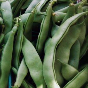 May include: A close-up of a bunch of fresh green string beans. The beans are long and slender, with a slightly curved shape. They are arranged in a pile, with some of the beans overlapping.