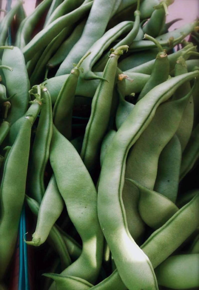 May include: A close-up of a bunch of fresh green string beans. The beans are long and slender, with a slightly curved shape. They are arranged in a pile, with some of the beans overlapping.
