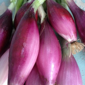 May include: A bunch of purple shallots with green stalks. The shallots are arranged in a cluster, with the bulbs facing the camera.