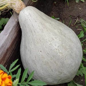 Organiczne nasiona dyni Baby Blue Hubbard Rare Winter Squash o najlepszym smaku