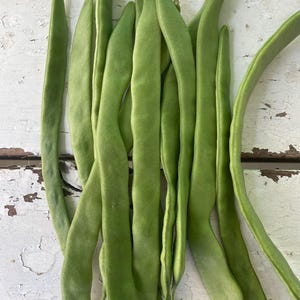 Organic Northeaster Romano Heirloom Bean Seeds Excellent Gourmet Quality and Flavor